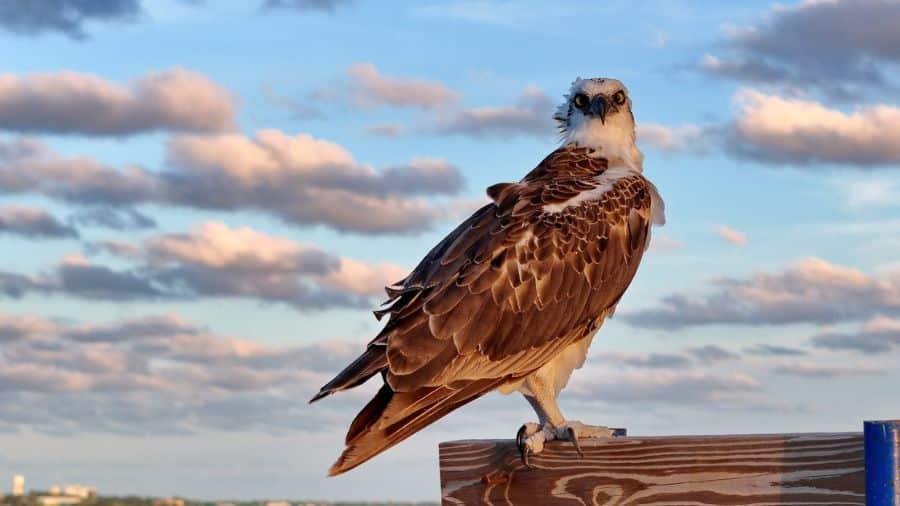 Nov 13 - Osprey perched on Penthouses at Goldwynn